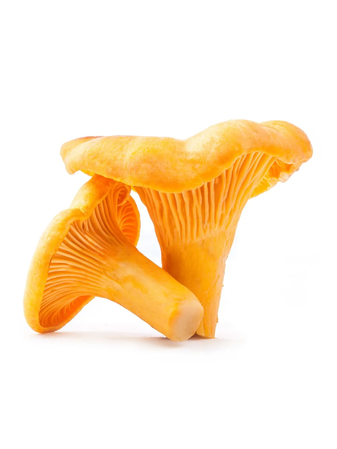 Fresh Chanterelle Mushrooms - Image 2