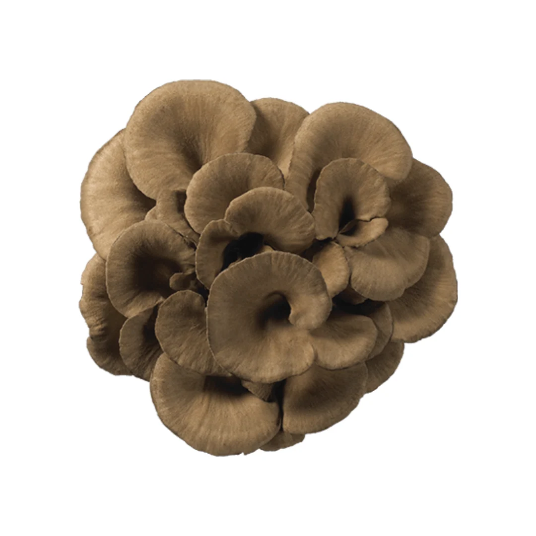 Fresh Maitake - Hen of The Woods